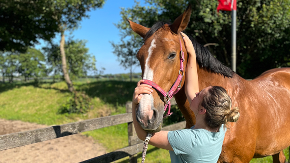 Tierphysiotherapie Testung Halswirbelsäule Pferd