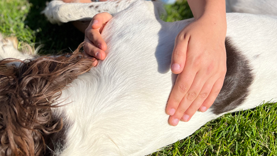 Tierphysiotherapie Testung Schulterblatt